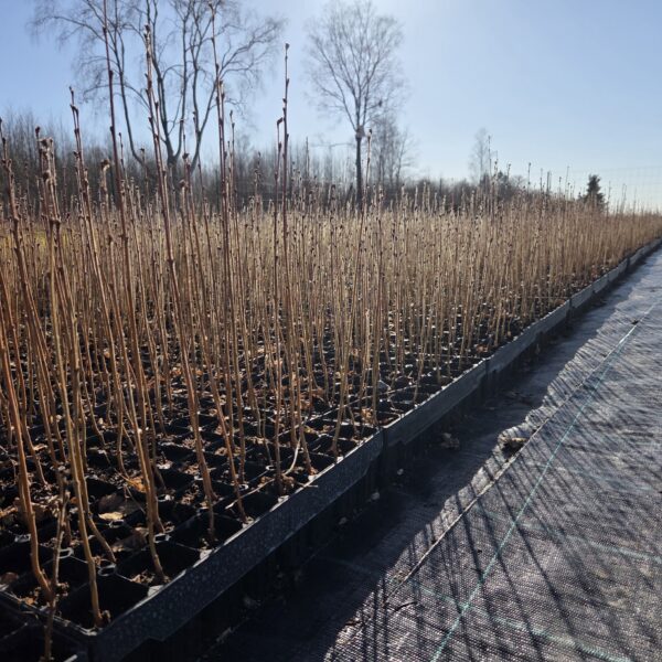 Arukase istik 25-35cm (potitaim)